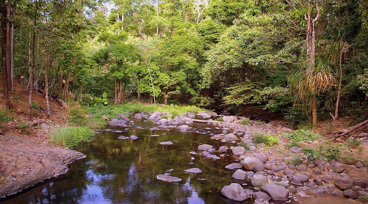 Pamulaklakin Forest Trail