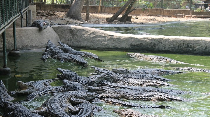 Zoobic Safari