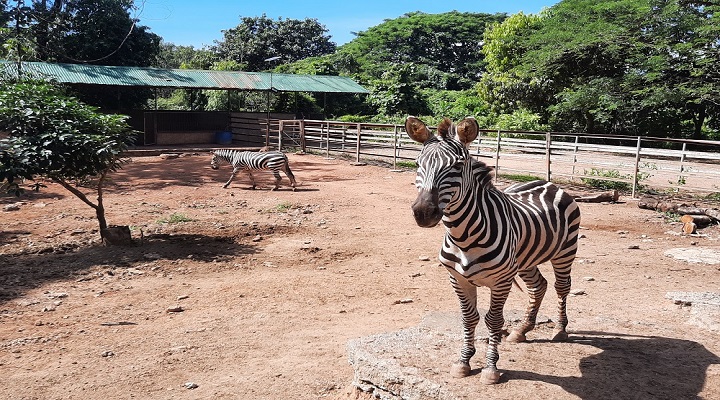 Zoobic Safari