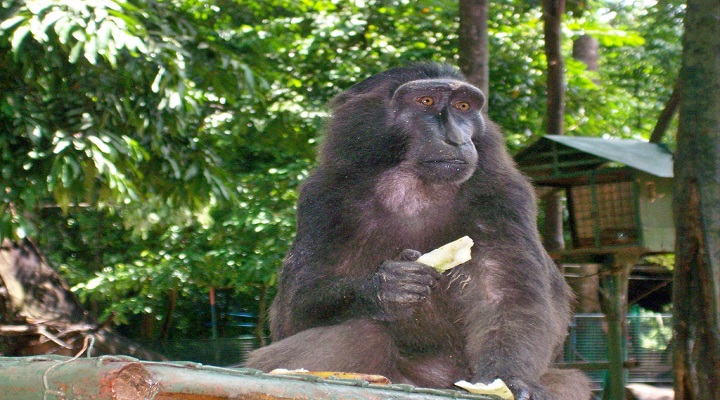 Zoobic Safari