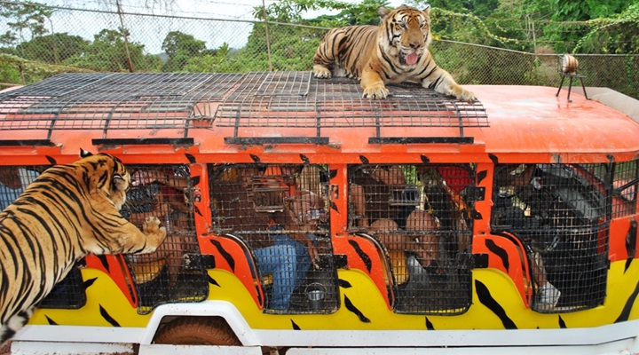 Zoobic Safari