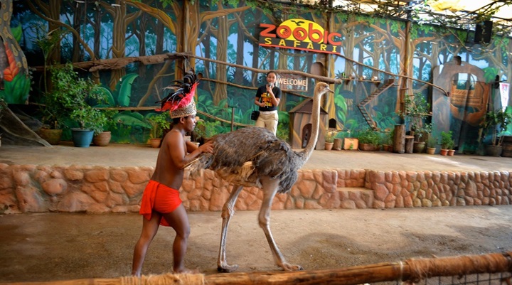 Zoobic Safari